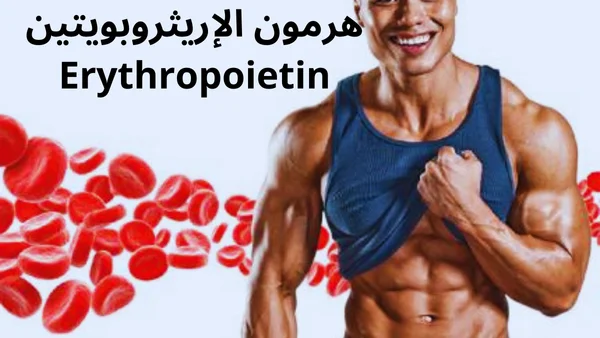 هرمون الإريثروبويتين Erythropoietin