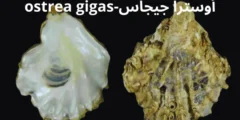 أوسترا جيجاس-ostrea gigas دواعي الاستعمال والاثار الجانبية