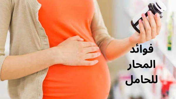 فوائد المحار للحامل